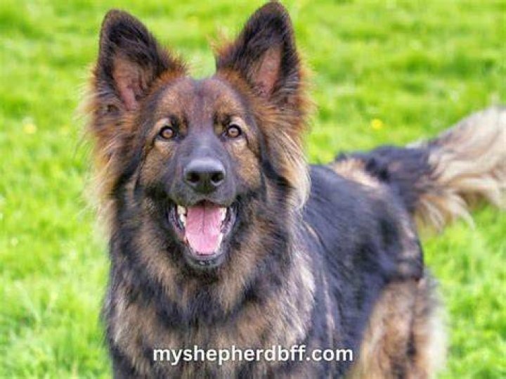 Are red sable German Shepherds rare?