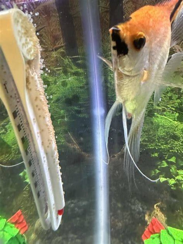 At what age do angel fish lay eggs?