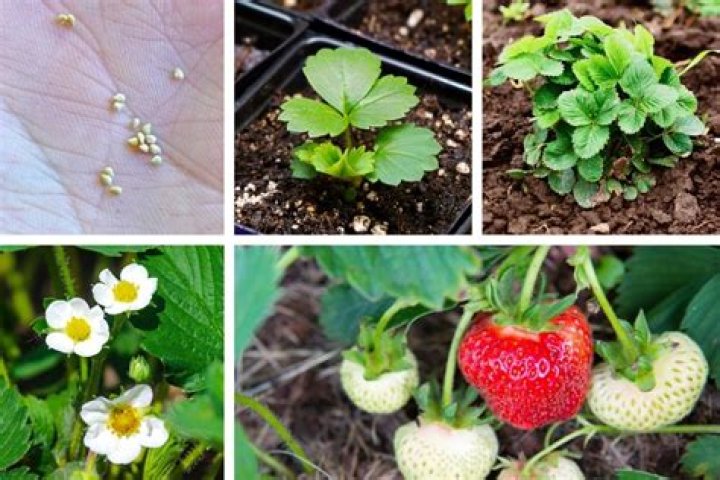 Do strawberry seeds need to be dried?