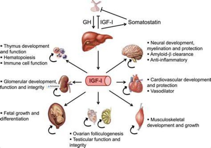 Does IGF-1 help with healing?