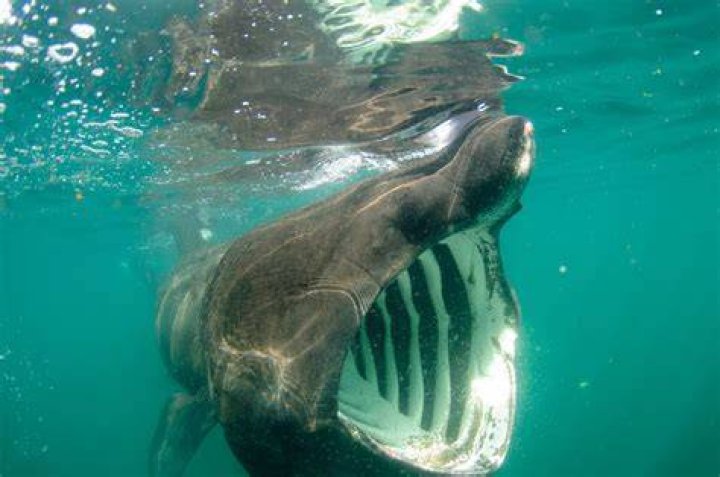 Has a basking shark ever swallowed a human?