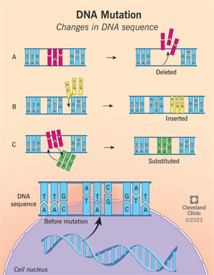 How are mutation corrected?
