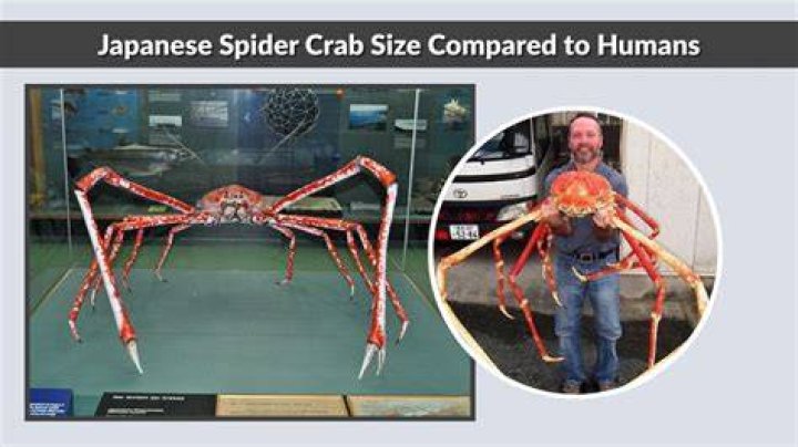 How big can a giant spider crab get?