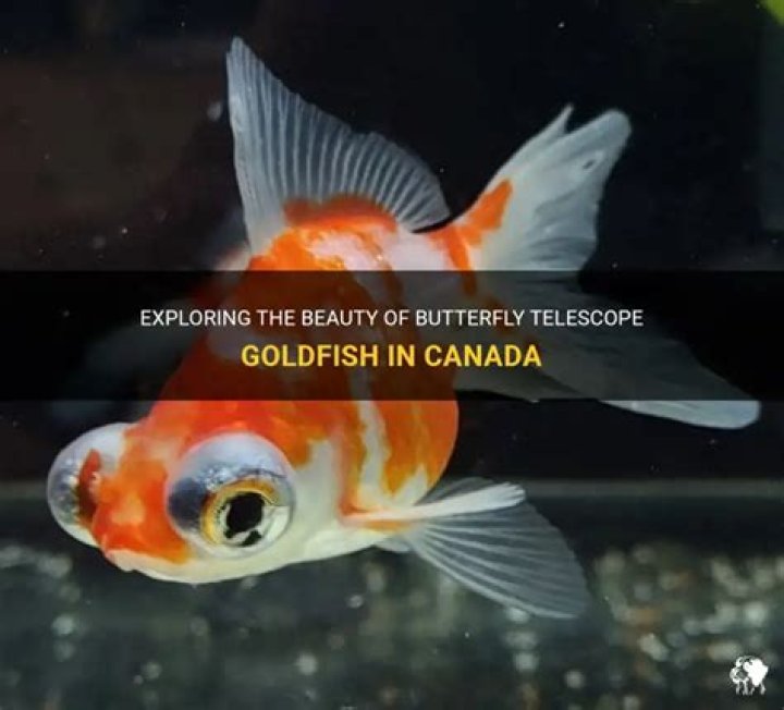 How big do butterfly telescope goldfish get?