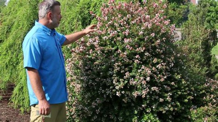 How big does abelia get?