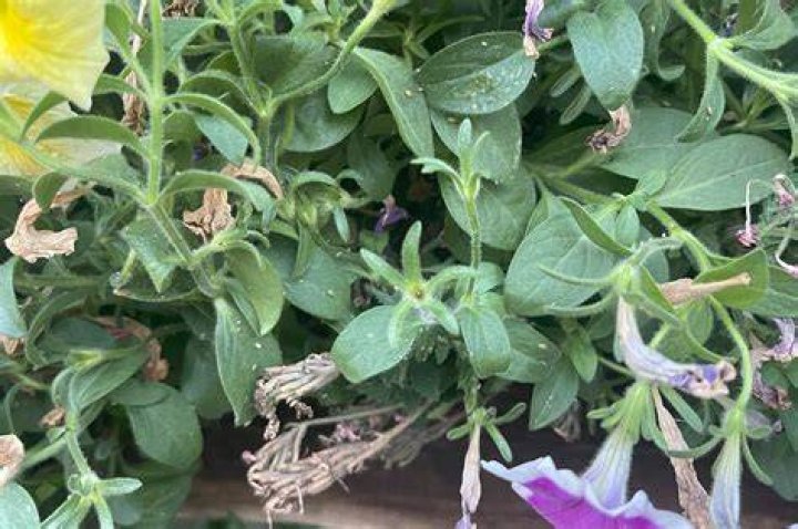 How do I keep aphids off my petunias?
