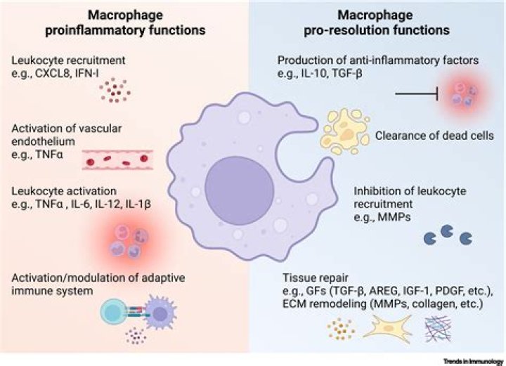 How do macrophage cells fight disease?