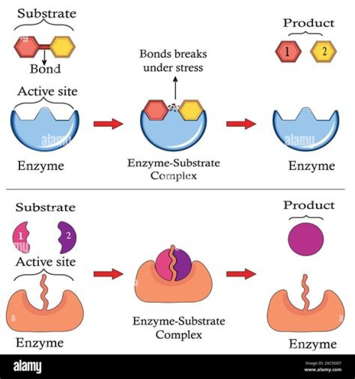 How do you demonstrate enzyme activity?