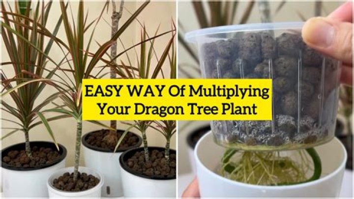 How do you propagate a dragon tree from seed?