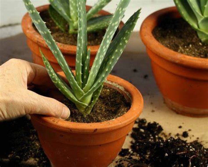 How do you take Kaletra?