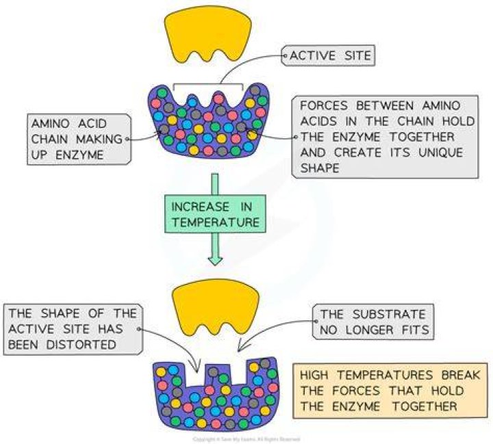 How does pH affect the activity of amylase?