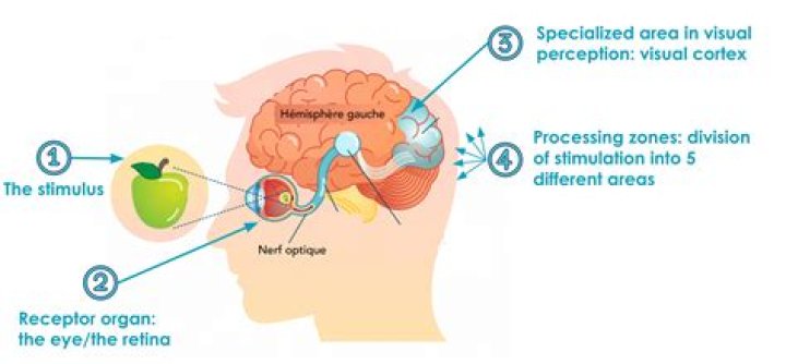 How does the brain perceive?