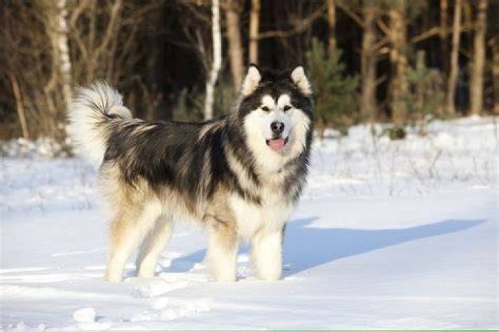 How much do Siberian Alaskan malamute cost?
