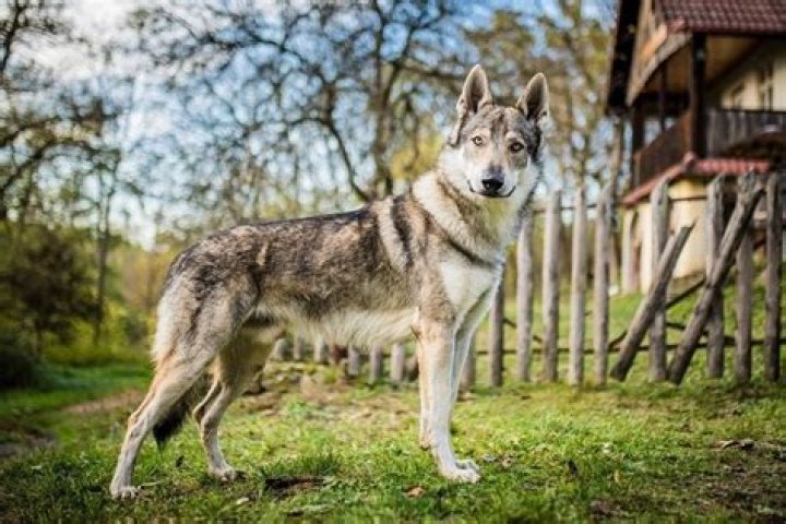 How much does a Czechoslovakian Vlcak cost?