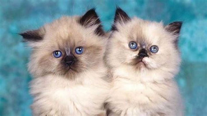 How much is a Himalayan kitten worth?