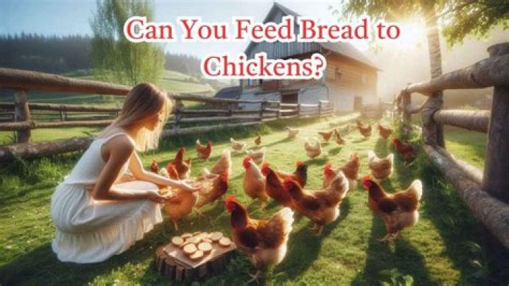 Is it okay to feed bread to chickens?