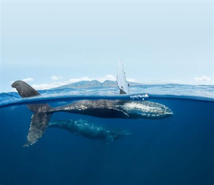 Is pacific Whale foundation legit?