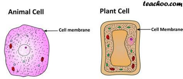 Is plasma membrane found in plants or animals?
