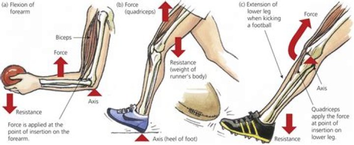 What are biomechanical factors?
