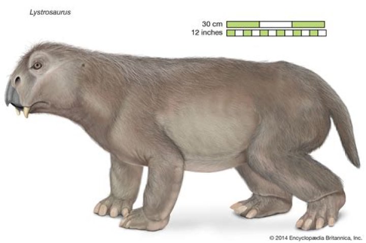 What are the therapsids quizlet?