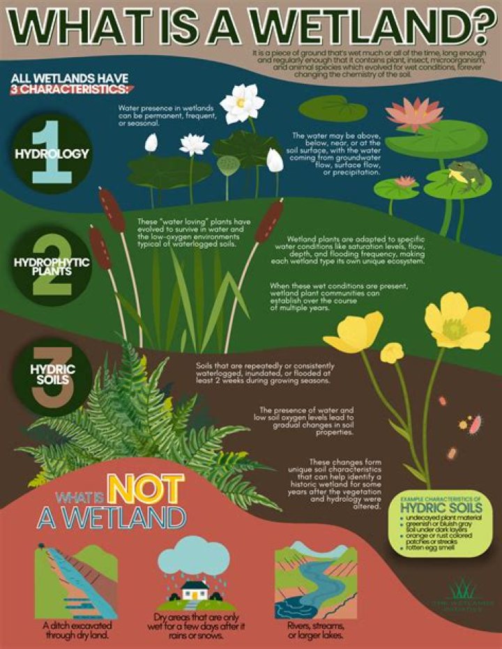 What are wetlands give examples?