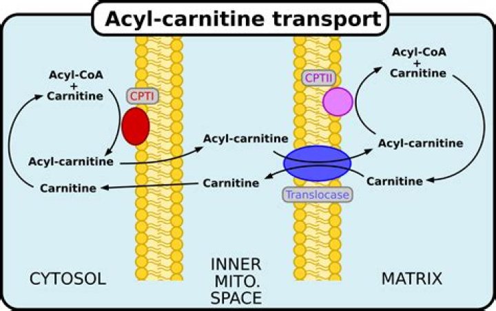 What causes acylcarnitine?