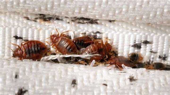 What causes bed springs to squeak?