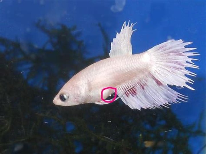 What do you do when your betta fish lays eggs?