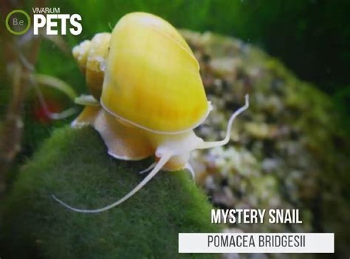 What do you feed a nudibranch?