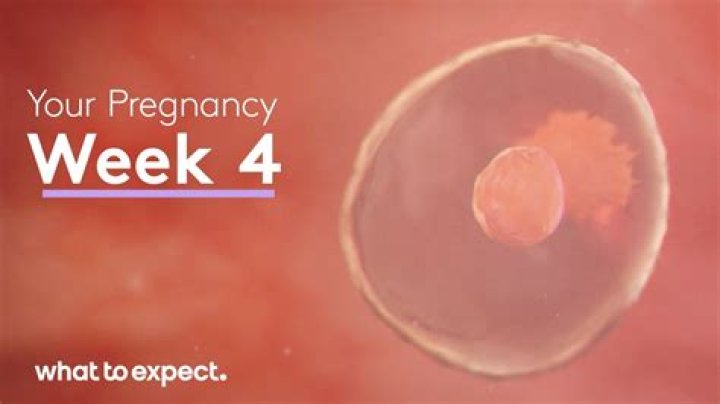 What does a fetus look like at 4 weeks?
