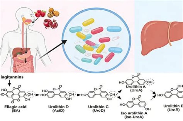 What does ellagic acid do for the body?