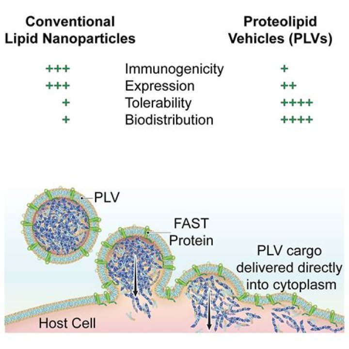 What does proteolipid protein do?