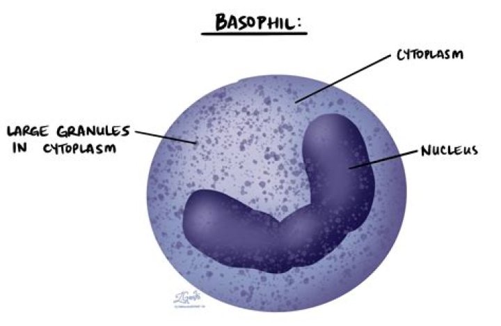 What is Basophilic degeneration?
