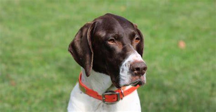 What is GSP known for?
