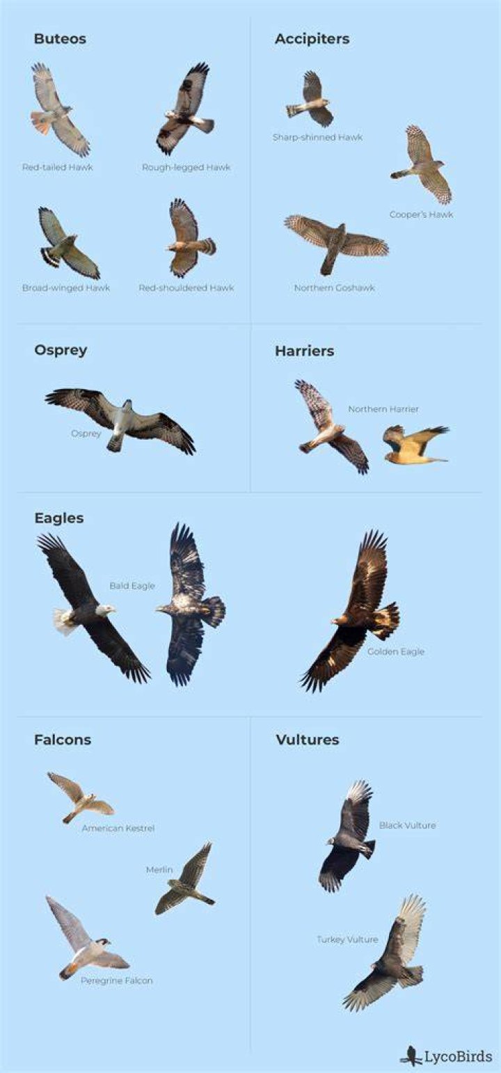 What is the difference between an eagle and a raptor?
