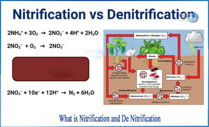 What is the reaction for denitrification?
