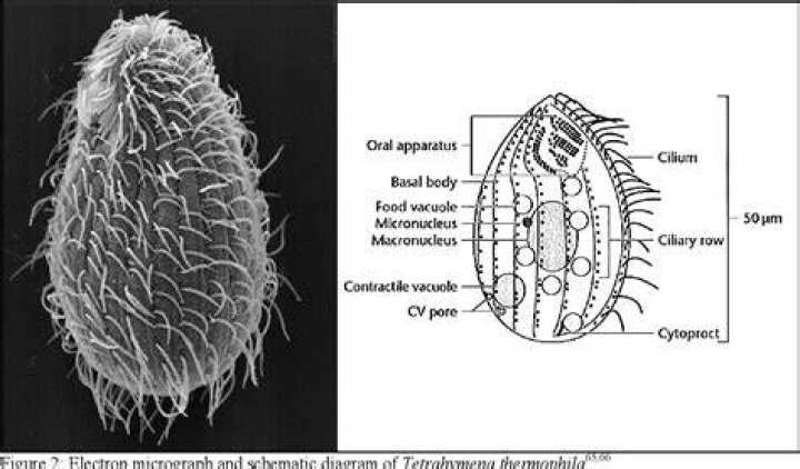 What temperature does Tetrahymena prefer?