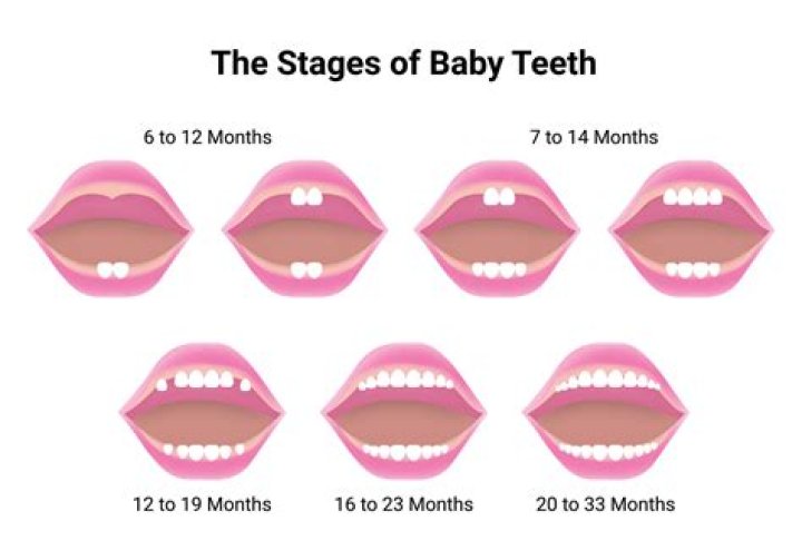 When do teeth start to bud in embryo?
