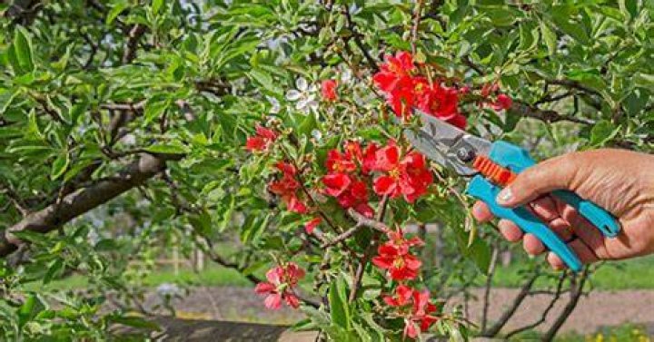 When should oleanders be cut back?