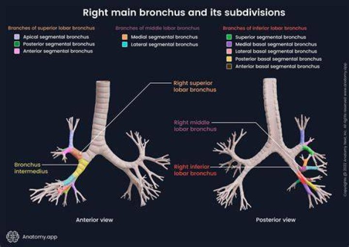 Where are bronchial glands located?
