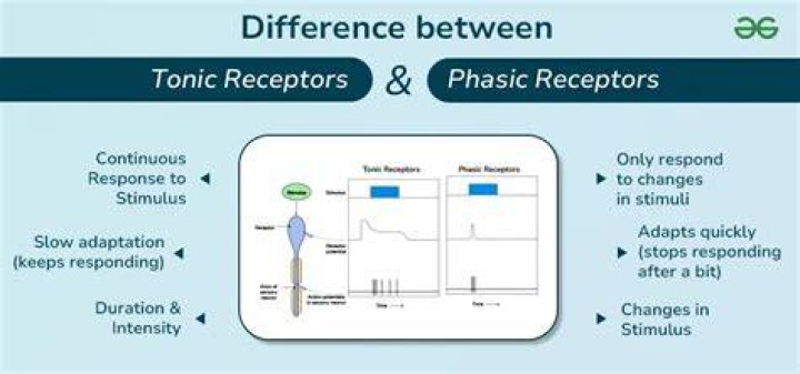 Why are tonic receptors important?