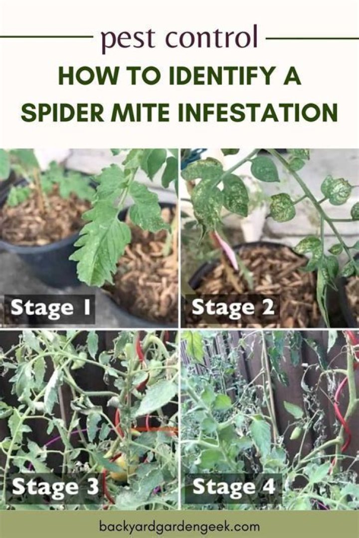 Will spruce recover from spider mites?